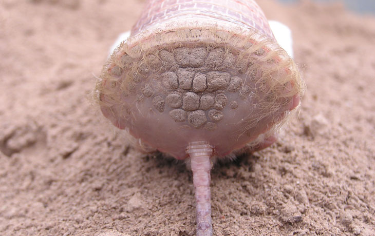 Meet the adorable pink fairy armadillo: the world's smallest armored mammal