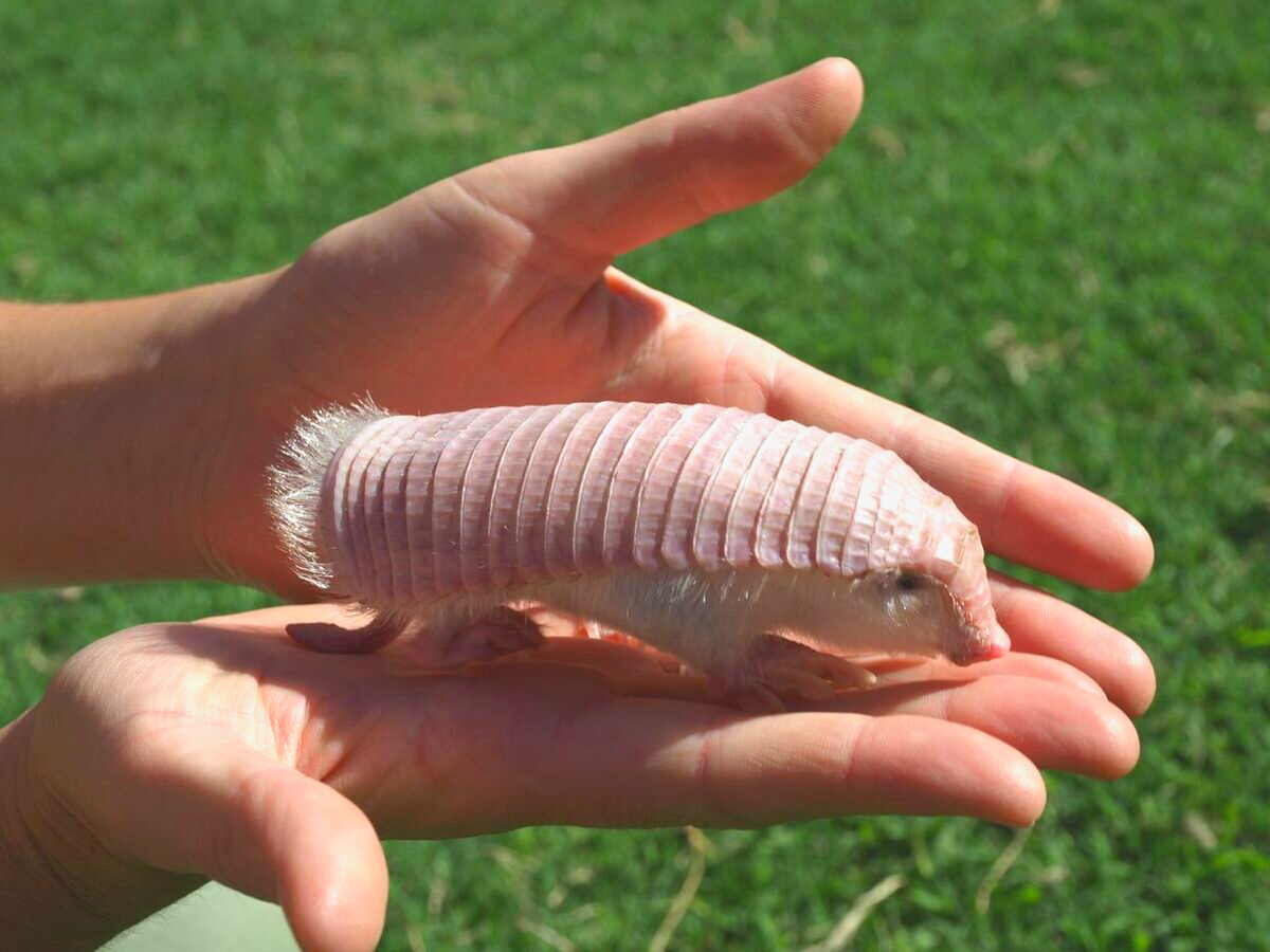 Meet the adorable pink fairy armadillo: the world's smallest armored mammal