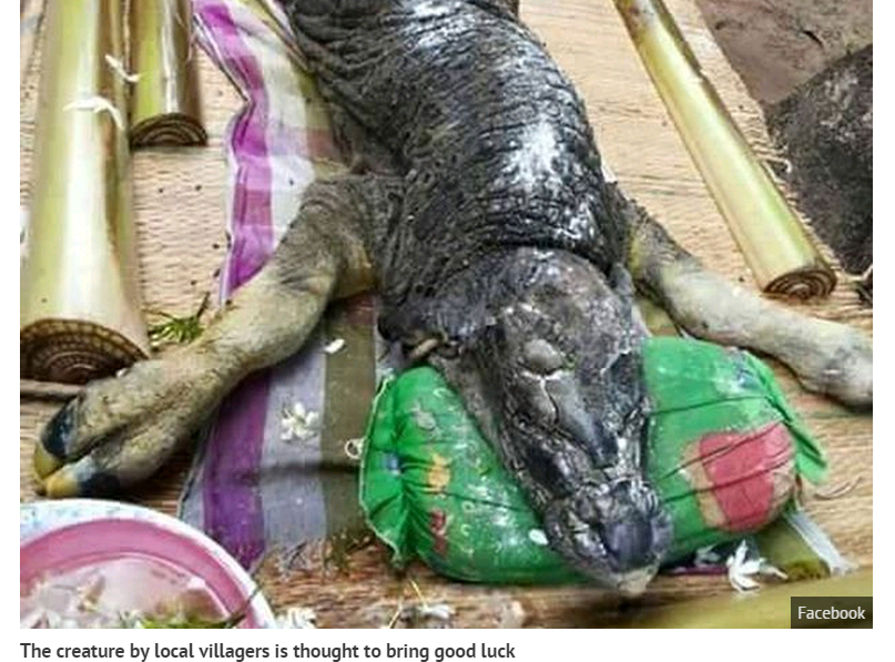 The strange beast, described as having a “crocodile head on a buffalo body”, was captured.