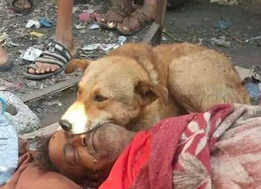 A stray dog ​​is guarding a homeless man who has taken care of them for many years - Juligal