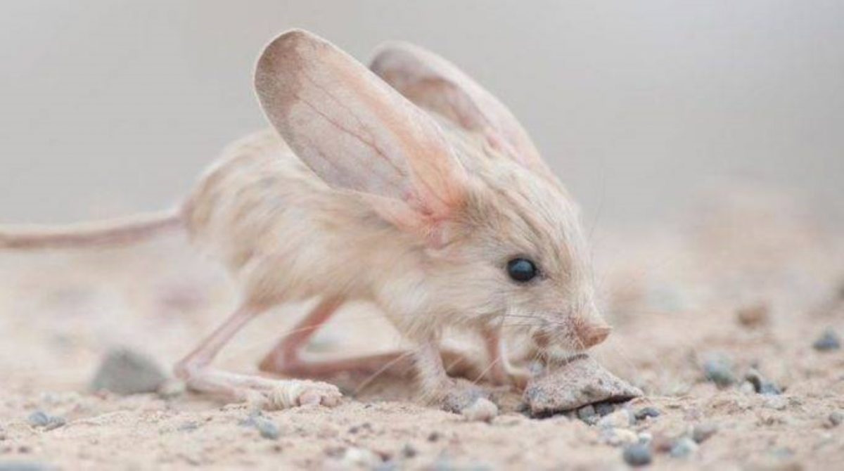 Many people appreciate its ears, one of the rarest and most unique species in the world – AmazingUnitedState.Com