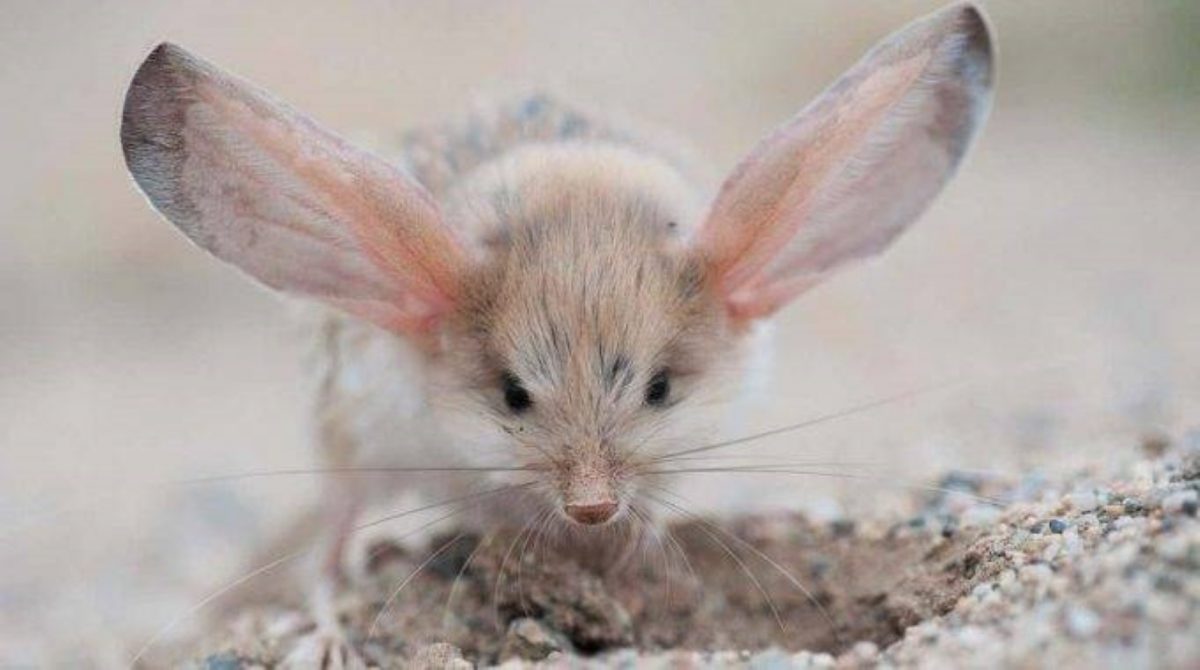 Many people appreciate its ears, one of the rarest and most unique species in the world – AmazingUnitedState.Com