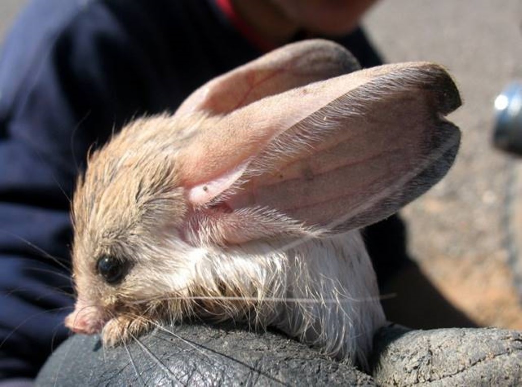 Many people appreciate its ears, one of the rarest and most unique species in the world – AmazingUnitedState.Com