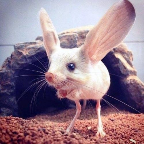 Many people appreciate its ears, one of the rarest and most unique species in the world – AmazingUnitedState.Com