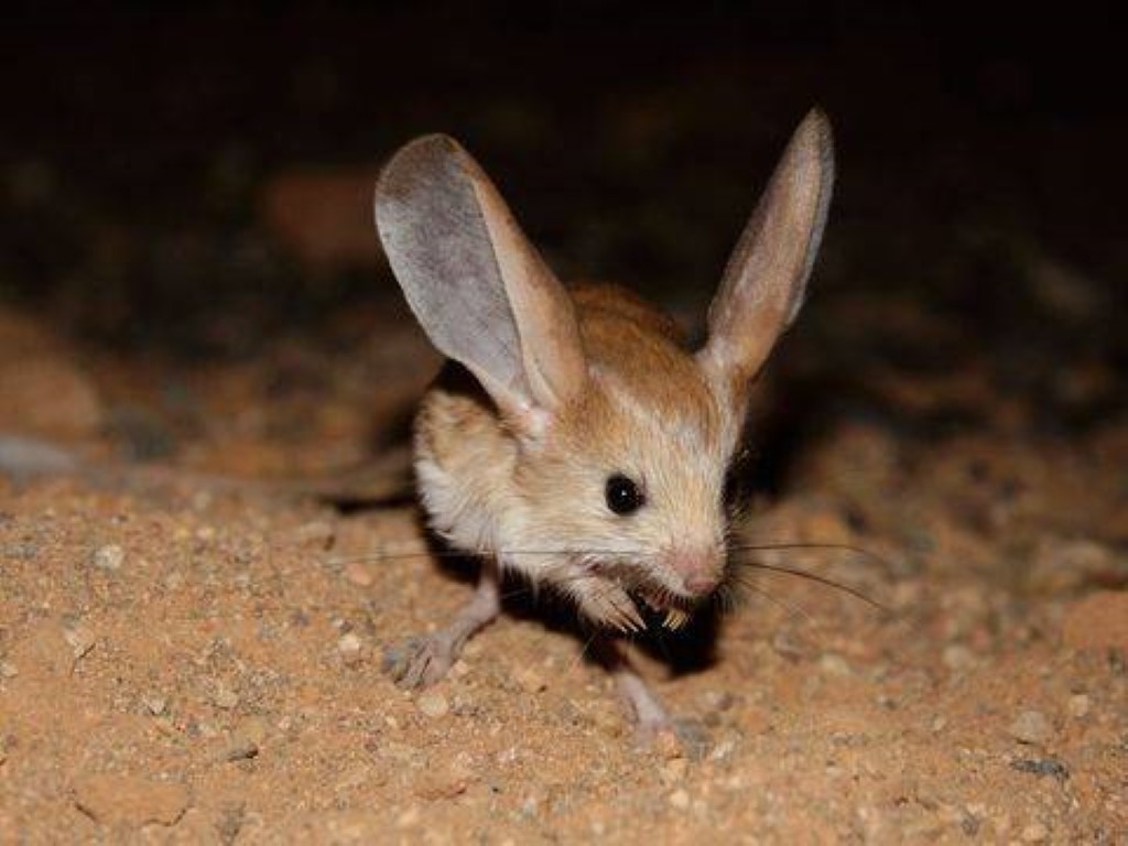 Many people appreciate its ears, one of the rarest and most unique species in the world – AmazingUnitedState.Com