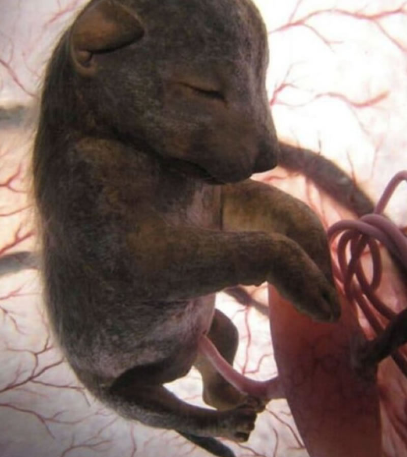 20 Mesmerizing Photos Of Baby Αnimals In The Womb Will Αmaze You