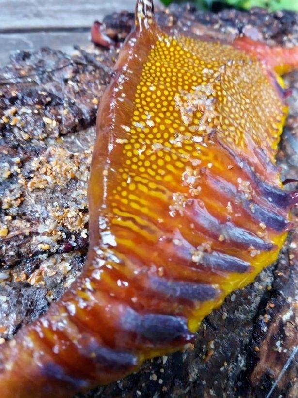 After a record-breaking storм, a ʋiolent sea dragon thousands of years ago washed up on the shore of Australia