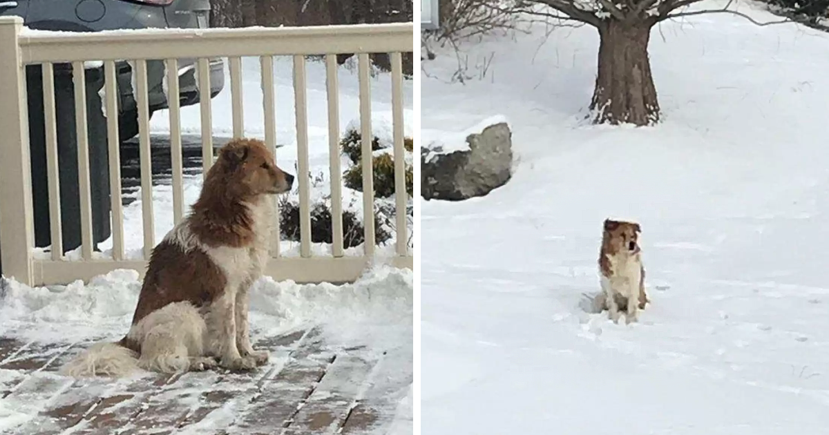 He was thrown from the car and chased after his owner until his legs went limp and he collapsed.