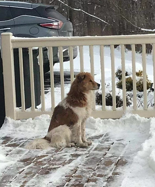 He was thrown from the car and chased after his owner until his legs went limp and he collapsed.