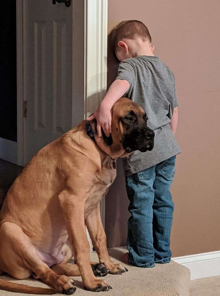The boy regrets holding the dog with his face against the wall when he upsets the dog - Juligal