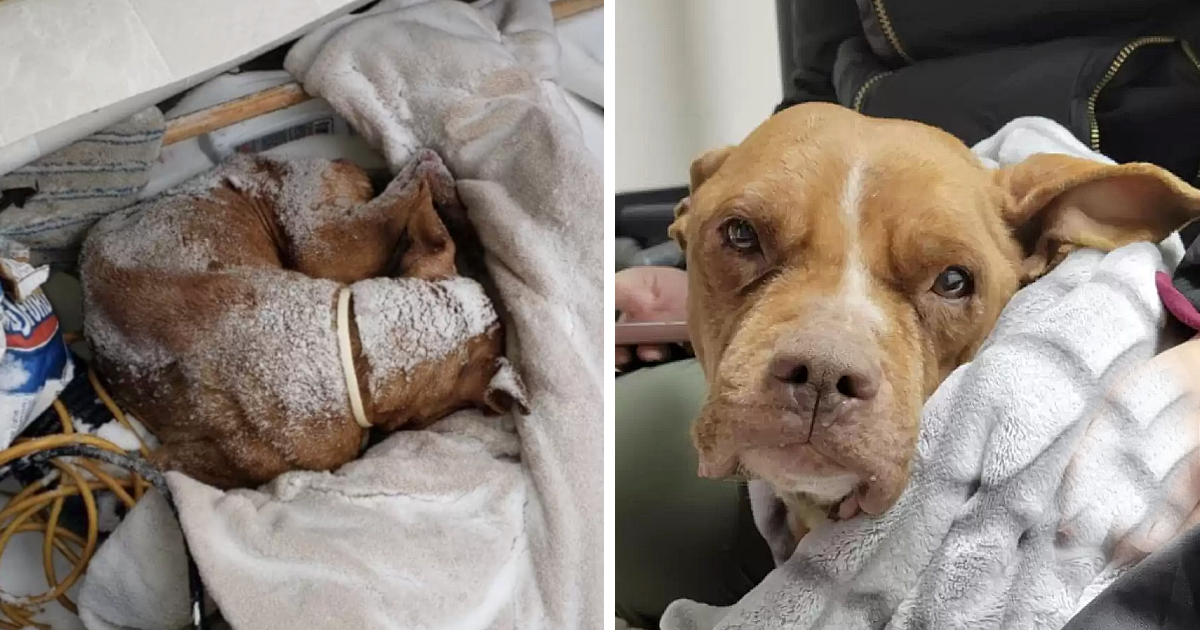 Poor old dog found curled up outside in a blizzard - amazingtoday.net