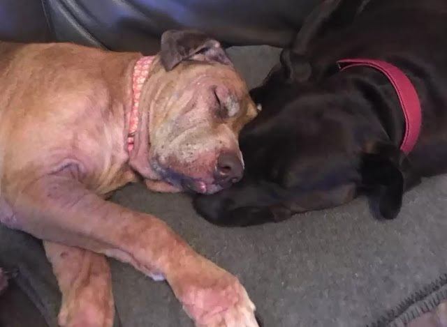 Pilot Transports a Terminal Shelter Dog 400 Miles to Spend her final days with her Loving Family