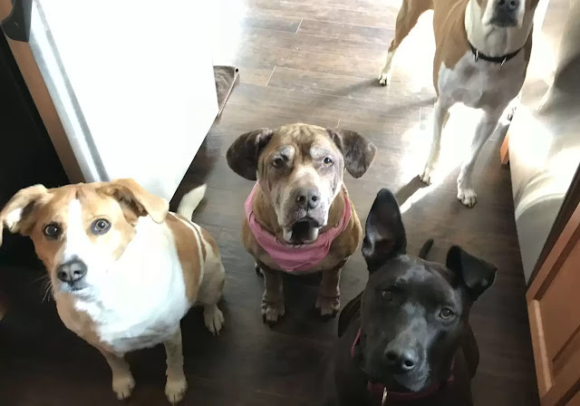 Pilot Transports a Terminal Shelter Dog 400 Miles to Spend her final days with her Loving Family