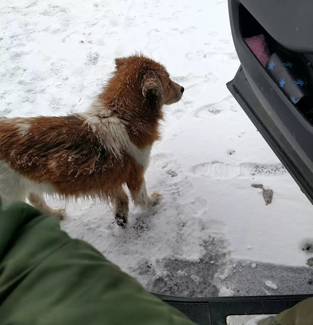 He was thrown from the car and chased after his owner until his legs went limp and he collapsed.