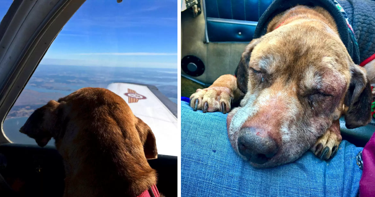 Pilot Transports a Terminal Shelter Dog 400 Miles to Spend her final days with her Loving Family