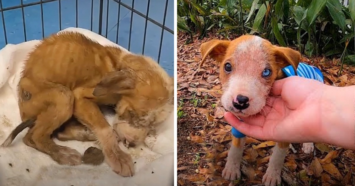 Pitbull Puppy Left All Alone To Die In An Empty Parking Lot Defies All Odds - Animal Blog