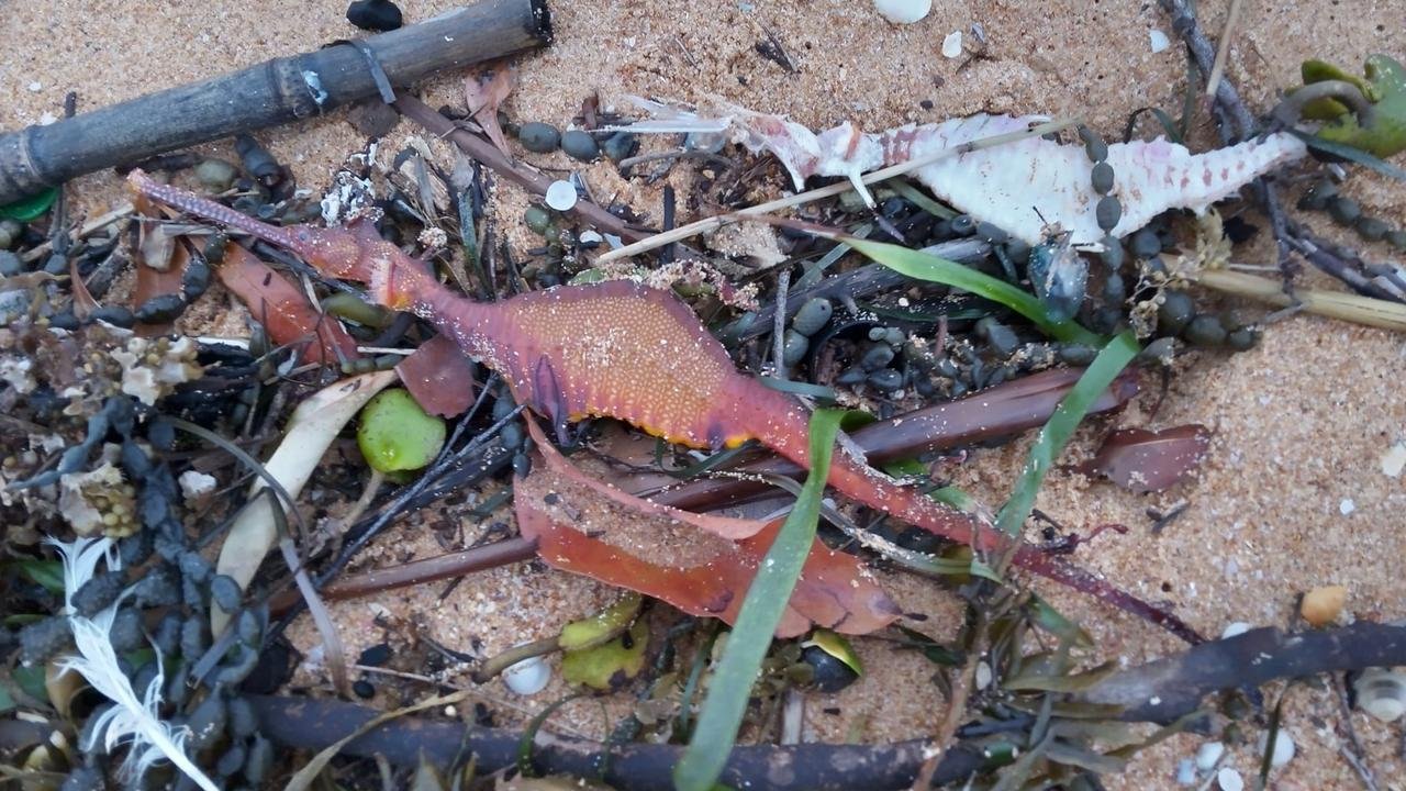 After a record-breaking storм, a ʋiolent sea dragon thousands of years ago washed up on the shore of Australia