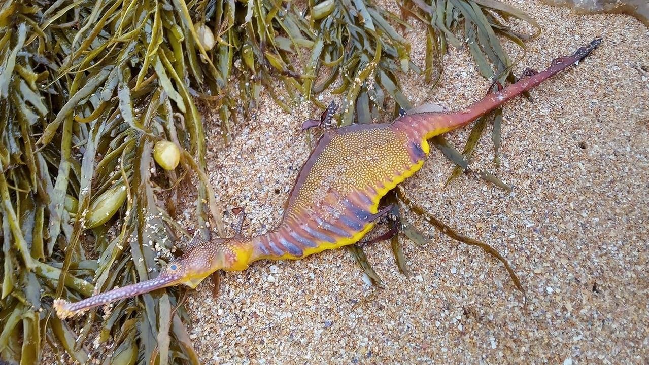 After a record-breaking storм, a ʋiolent sea dragon thousands of years ago washed up on the shore of Australia