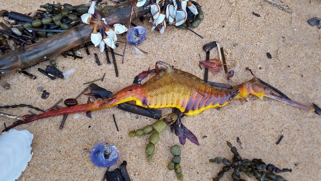 After a record-breaking storм, a ʋiolent sea dragon thousands of years ago washed up on the shore of Australia