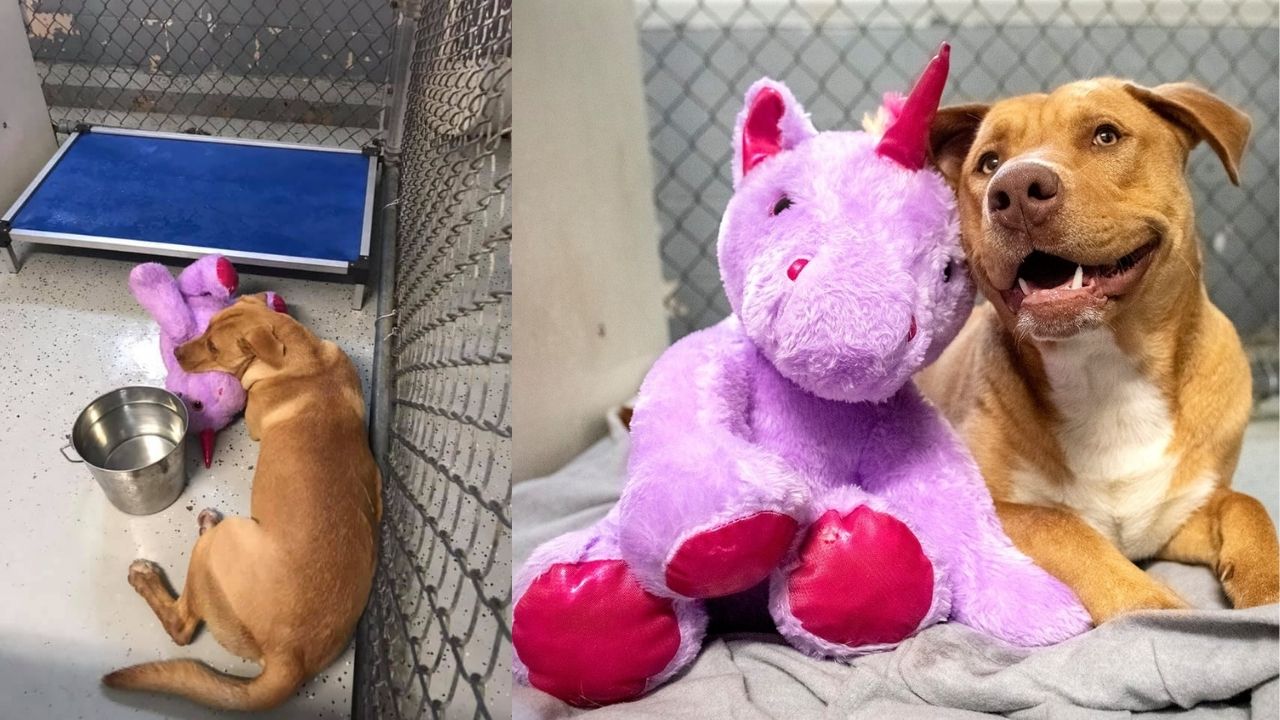 A Stray Dog Who Kept Trying To ѕteаɩ A Purple Unicorn From A Store Gets A Toy And A Forever Home