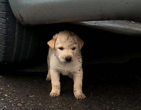 The abandoned puppy was overjoyed to receive food from the kindhearted passers-by. – AmazingUnitedState.Com