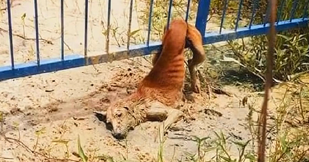 Stray Stuck In Fence Sheds Tears As Voices Near, However They Can Not Move Her Body - Puppies Love