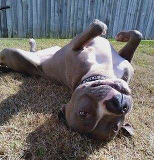 The dog refuses to go, but just wants to stay by the owner’s side until she recovers; This is a precious act of love. – AmazingUnitedState.Com