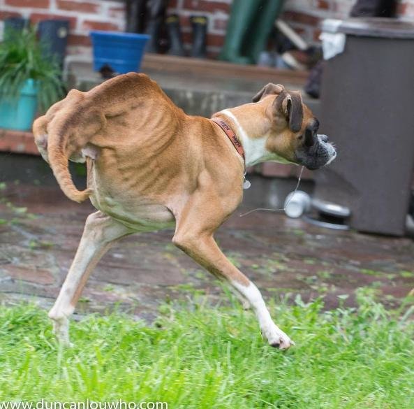 The dog still lives joyfully each day despite having malformed legs on both legs. – AmazingUnitedState.Com