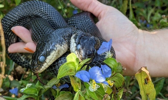 Although two-headed snakes have an amazingly high survival rate of 1 in 100 million, experts are still amazed by their long lifespan of 17 years. – AmazingUnitedState.Com