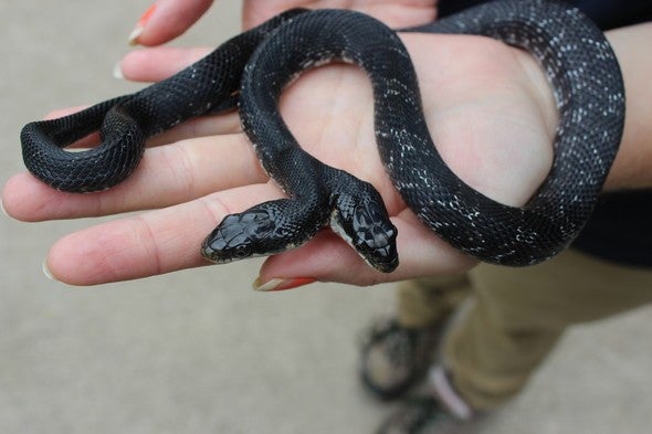 Although two-headed snakes have an amazingly high survival rate of 1 in 100 million, experts are still amazed by their long lifespan of 17 years. – AmazingUnitedState.Com