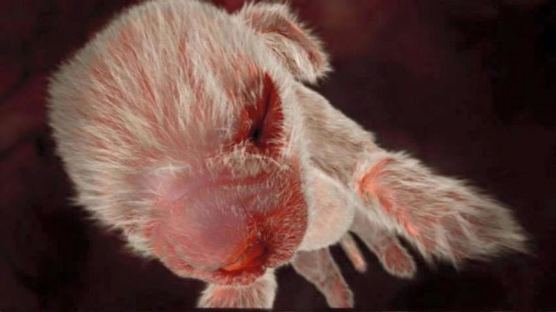 20 Mesmerizing Photos Of Baby Αnimals In The Womb Will Αmaze You