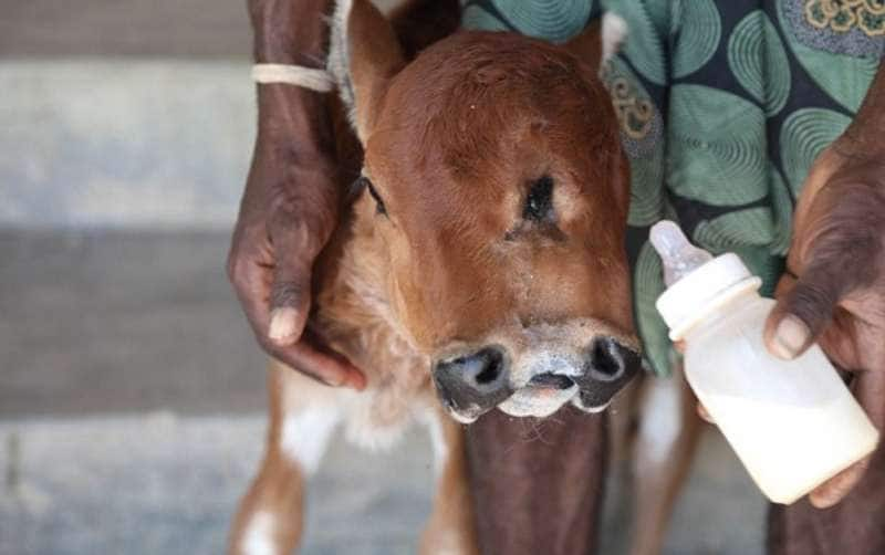 Genetically mutant calf has 2 noses, 3 eyes - srody.com