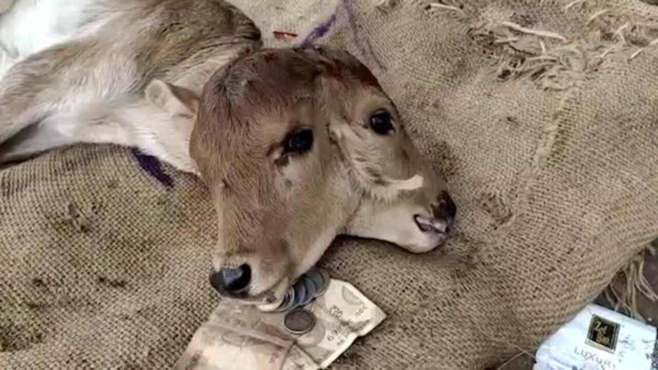 Villagers in India venerate a rare two-headed cow and give it presents.