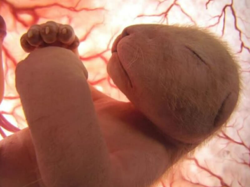 20 Mesmerizing Photos Of Baby Αnimals In The Womb Will Αmaze You