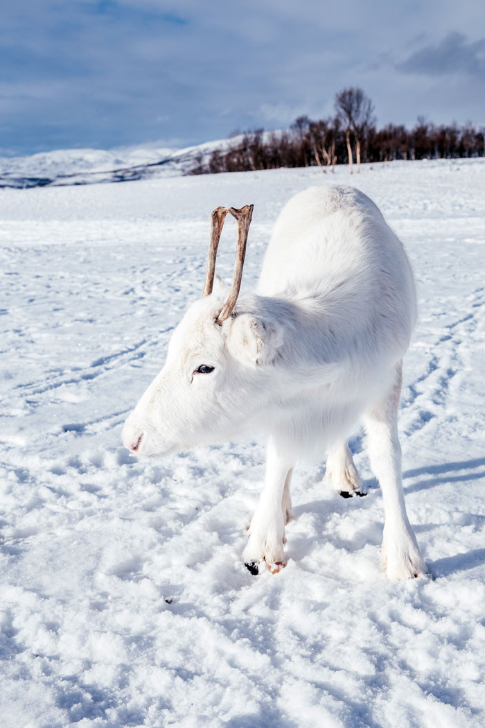 A man photographs a very rare white baby reindeer while hiking in Norway. – AmazingUnitedState.Com