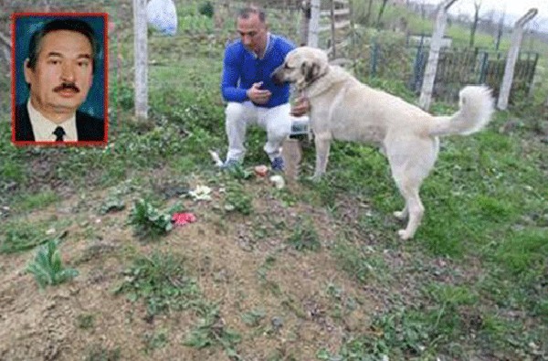 This ‘heartbroken’ dog ran away from home everyday to visit his dead owner’s grave - Puppies Love