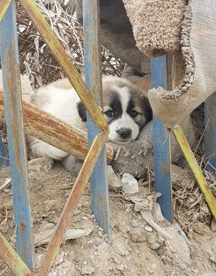 The Soldier Saves A Puppy From The Rubble And It’s Always In His Backpack – Animal Blog