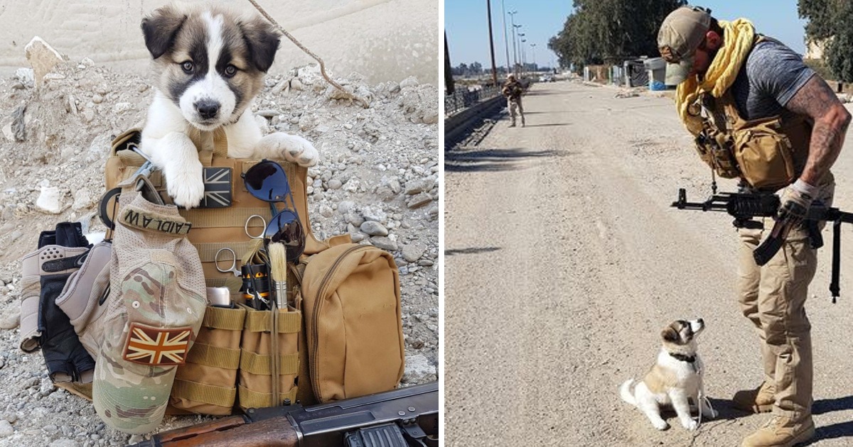 The Soldier Saves A Puppy From The Rubble And It’s Always In His Backpack – Animal Blog