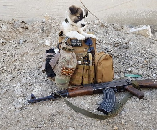 The Soldier Saves A Puppy From The Rubble And It’s Always In His Backpack – Animal Blog