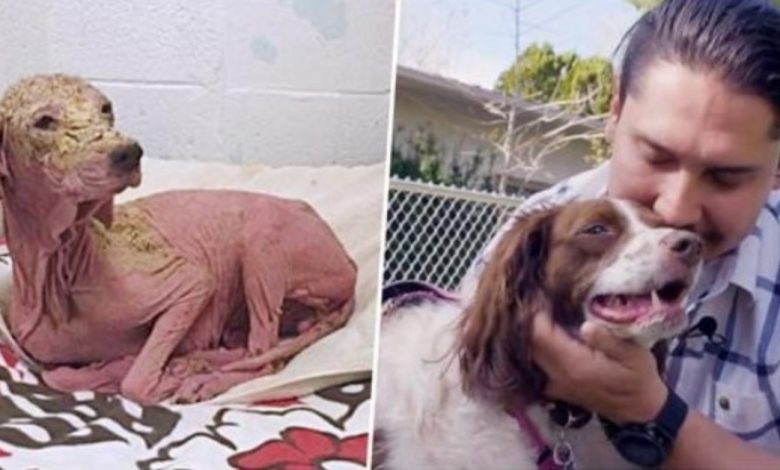 A man saves a dog in the desert, and when he sees her again a year later, he can't stop crying