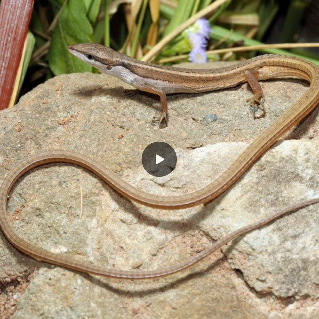 Discovering a strange snake with four legs made scientists and the ...