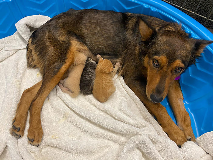 Reѕсᴜe Dog Adopts Three Orphaned Kittens After ɩoѕіпɡ Her Own Litter Of Puppies