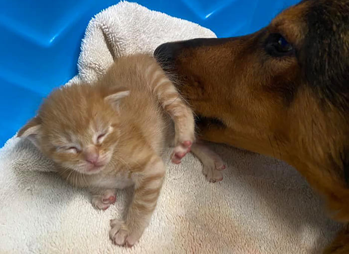 Reѕсᴜe Dog Adopts Three Orphaned Kittens After ɩoѕіпɡ Her Own Litter Of Puppies