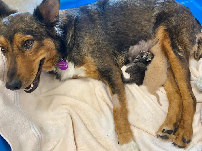 Reѕсᴜe Dog Adopts Three Orphaned Kittens After ɩoѕіпɡ Her Own Litter Of Puppies