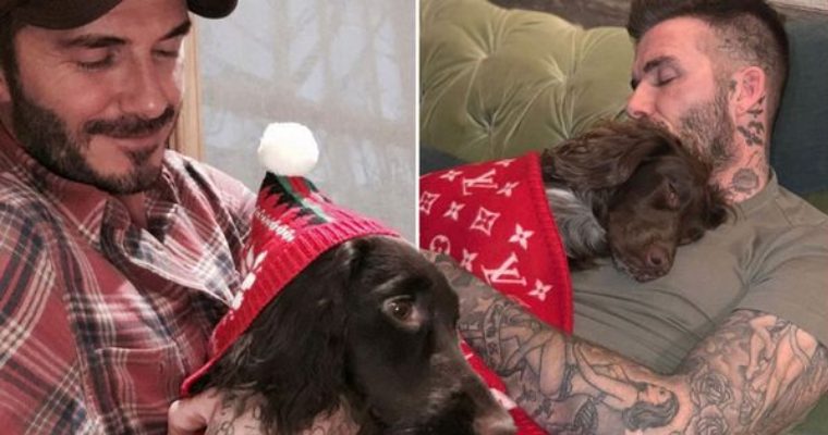 Manchester United legend, David Beckham wraps dog Olive in £4,600 Louis Vuitton blanket as he cuddles her on the sofa