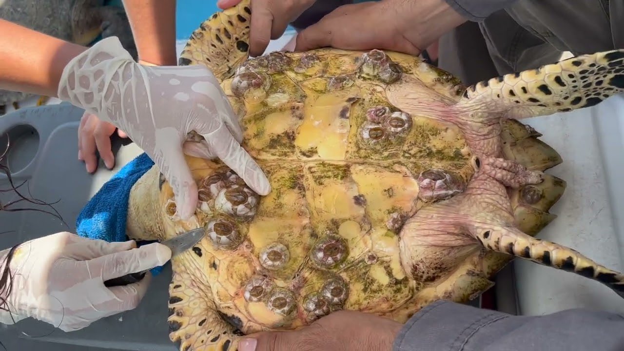 Remarkable Rescue: Sea Turtles Protected from Oyster Hazards in ...