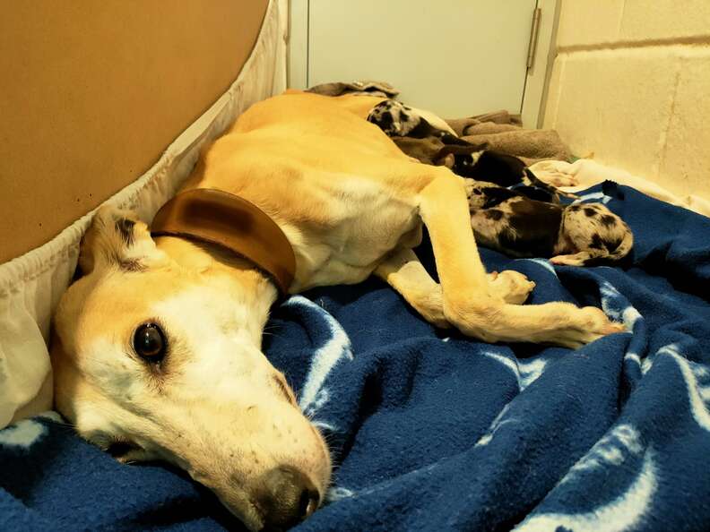 Rescuers Are Astounded To Find A Very Skinny Dog Hiding Something Special.