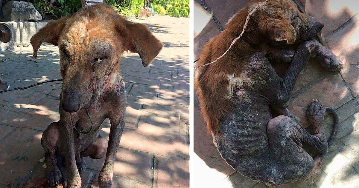 Everyone Pushed This Homeless Dog Aside Because To Its Appearance