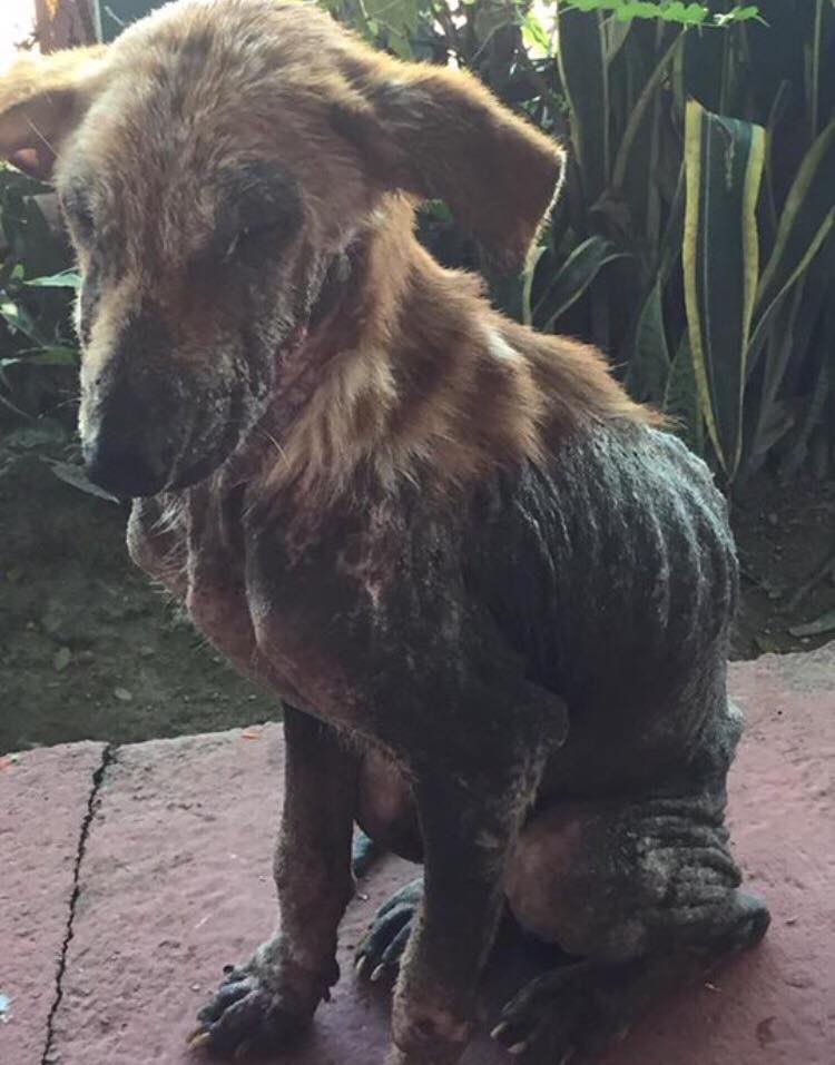 Everyone Pushed This Homeless Dog Aside Because To Its Appearance