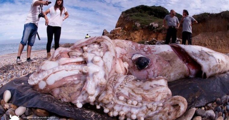 See the incredible enormity and wonder of this enormous squid that washed ashore in Spain as we explore the wonders of the deep!